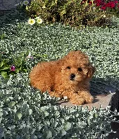 Paisley , a female Poodle - Toy  for sale in Seneca Falls, NY – 4 of 6