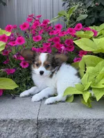 Rudy , a male Papillon for sale in Seneca Falls, NY – 5 of 5