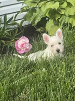 Wanda, a female West Highland White Terrier for sale in Seneca Falls, NY – 4 of 5