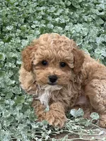 Pablo, a male Poodle - Toy  for sale in Seneca Falls, NY – 5 of 5