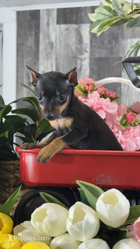 Queenie🪼 – Miniature Pinscher puppy for sale in Seneca Falls, NY