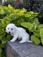 Bradley, a male Bichon Frise for sale in Seneca Falls, NY – 6 of 6