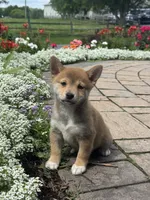 Iris, a female Shiba Inu for sale in Seneca Falls, NY – 3 of 6