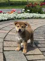 Iggy, a male Shiba Inu for sale in Seneca Falls, NY – 1 of 5