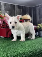 Willow, a female West Highland White Terrier for sale in Seneca Falls, NY – Photo 1 of 3