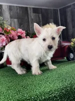 Willow, a female West Highland White Terrier for sale in Seneca Falls, NY – Photo 2 of 3