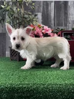 Willow, a female West Highland White Terrier for sale in Seneca Falls, NY – Photo 3 of 3