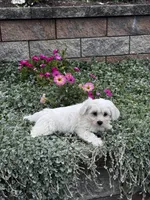 John, a male Shih Tzu and Poodle - Toy  for sale in Seneca Falls, NY – 2 of 5