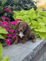 Diago, a male Miniature Dachshund for sale in Seneca Falls, NY – 3 of 5