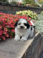 Abby , a female Coton de Tulear and Shih Tzu for sale in Seneca Falls, NY – 2 of 5