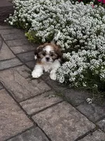 Tessa, a female Shih Tzu for sale in Seneca Falls, NY – 5 of 6