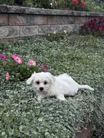 John, a male Shih Tzu and Poodle - Toy  for sale in Seneca Falls, NY – 4 of 5