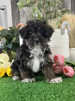 Oliver, a male Yorkipoo for sale in Seneca Falls, NY – 5 of 5