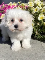 processed/b2119197-3f9a-4f63-9280-386020e49502/listing/8aa54506-3866-4af9-a404-3358f98a1f3a/528ab5d2-f418-474a-9958-82b5c381c787