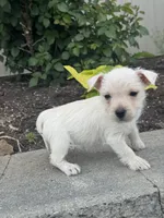 Wendy, a female West Highland White Terrier for sale in Seneca Falls, NY – 4 of 5