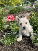 Wren, a female West Highland White Terrier for sale in Seneca Falls, NY – 5 of 5
