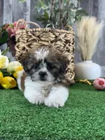 Starla, a female Shih Tzu for sale in Seneca Falls, NY – 3 of 5
