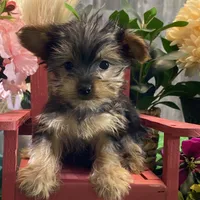 Yo-yo, a male Yorkshire Terrier for sale in Seneca Falls, NY – Photo 2 of 5