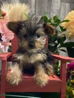 Yo-yo, a male Yorkshire Terrier for sale in Seneca Falls, NY – Photo 2 of 5