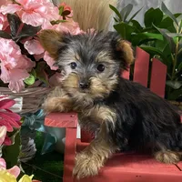 Yo-yo, a male Yorkshire Terrier for sale in Seneca Falls, NY – Photo 4 of 5