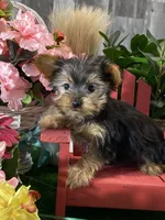 Yo-yo, a male Yorkshire Terrier for sale in Seneca Falls, NY – Photo 4 of 5