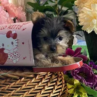 Yo-yo, a male Yorkshire Terrier for sale in Seneca Falls, NY – Photo 5 of 5