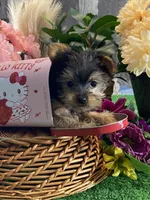 Yo-yo, a male Yorkshire Terrier for sale in Seneca Falls, NY – Photo 5 of 5