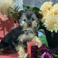 Yo-yo, a male Yorkshire Terrier for sale in Seneca Falls, NY – Photo 1 of 5
