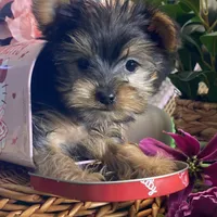 Yo-yo, a male Yorkshire Terrier for sale in Seneca Falls, NY – Photo 3 of 5