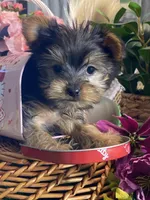 Yo-yo, a male Yorkshire Terrier for sale in Seneca Falls, NY – Photo 3 of 5