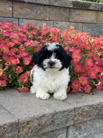 Ashton, a male Coton de Tulear and Shih Tzu for sale in Seneca Falls, NY – 2 of 5