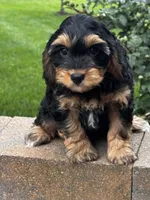 Urie, a male Cavapoo for sale in Seneca Falls, NY – 3 of 4