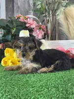 Yanita, a female Yorkshire Terrier for sale in Seneca Falls, NY – 1 of 6