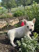 Wren, a female West Highland White Terrier for sale in Seneca Falls, NY – 4 of 5