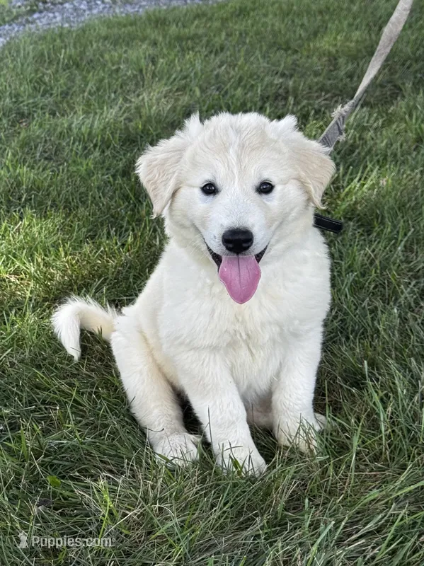 Gloria black collar – Great Pyrenees puppy for sale in Seneca Falls, NY