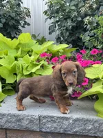Diago, a male Miniature Dachshund for sale in Seneca Falls, NY – 4 of 5