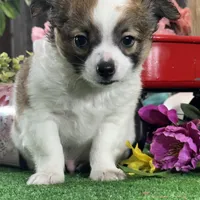 Freddie, a male Chihuahua for sale in Seneca Falls, NY – Photo 2 of 5