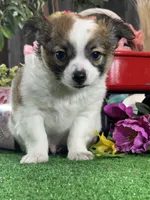 Freddie, a male Chihuahua for sale in Seneca Falls, NY – Photo 1 of 5