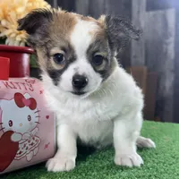 Freddie, a male Chihuahua for sale in Seneca Falls, NY – Photo 3 of 5
