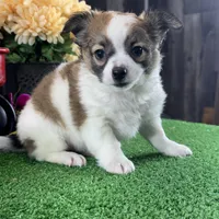 Freddie, a male Chihuahua for sale in Seneca Falls, NY – Photo 5 of 5