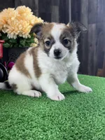 Freddie, a male Chihuahua for sale in Seneca Falls, NY – Photo 5 of 5