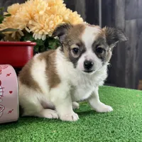 Freddie, a male Chihuahua for sale in Seneca Falls, NY – Photo 4 of 5
