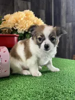 Freddie, a male Chihuahua for sale in Seneca Falls, NY – Photo 4 of 5