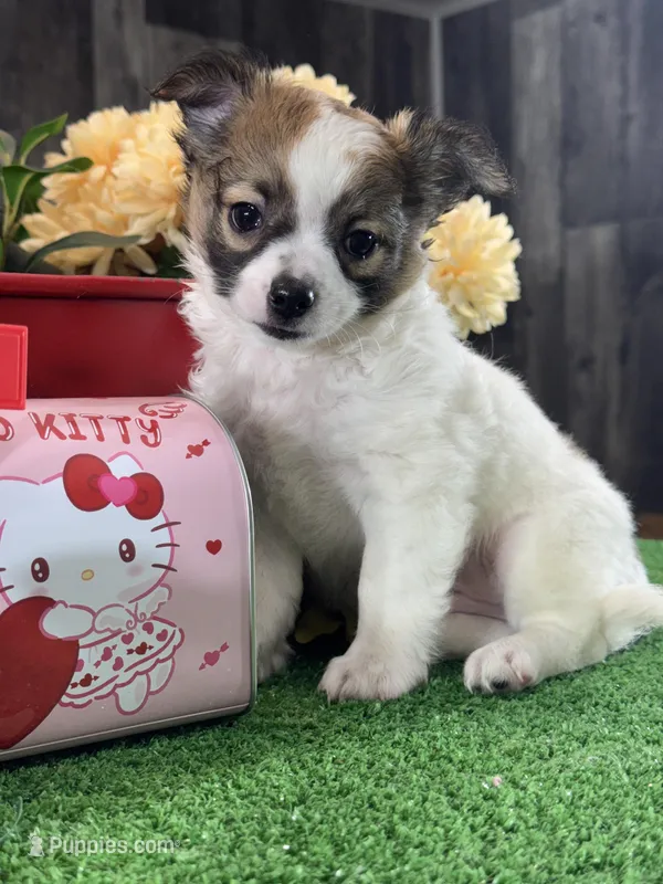 Freddie – Chihuahua puppy for sale in Seneca Falls, NY