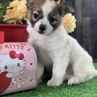 Freddie, a male Chihuahua for sale in Seneca Falls, NY – Photo 1 of 5