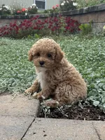 Pablo, a male Poodle - Toy  for sale in Seneca Falls, NY – 2 of 5