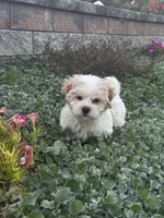 Hamilton , a male Havanese for sale in Seneca Falls, NY – 4 of 6