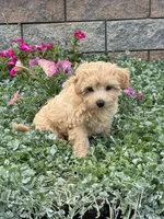 Murphy , a male Maltipoo for sale in Seneca Falls, NY – 5 of 7