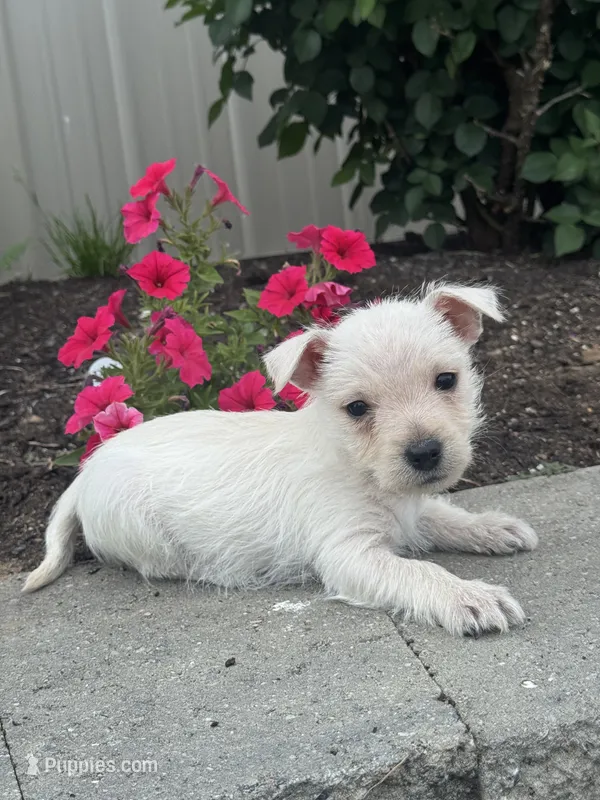 Wendy – West Highland White Terrier puppy for sale in Seneca Falls, NY