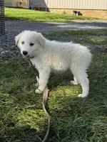 Greta purple collar, a female Great Pyrenees for sale in Seneca Falls, NY – 4 of 5